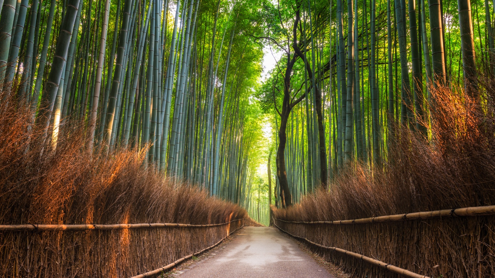 京都・嵐山 竹林散策ツアー