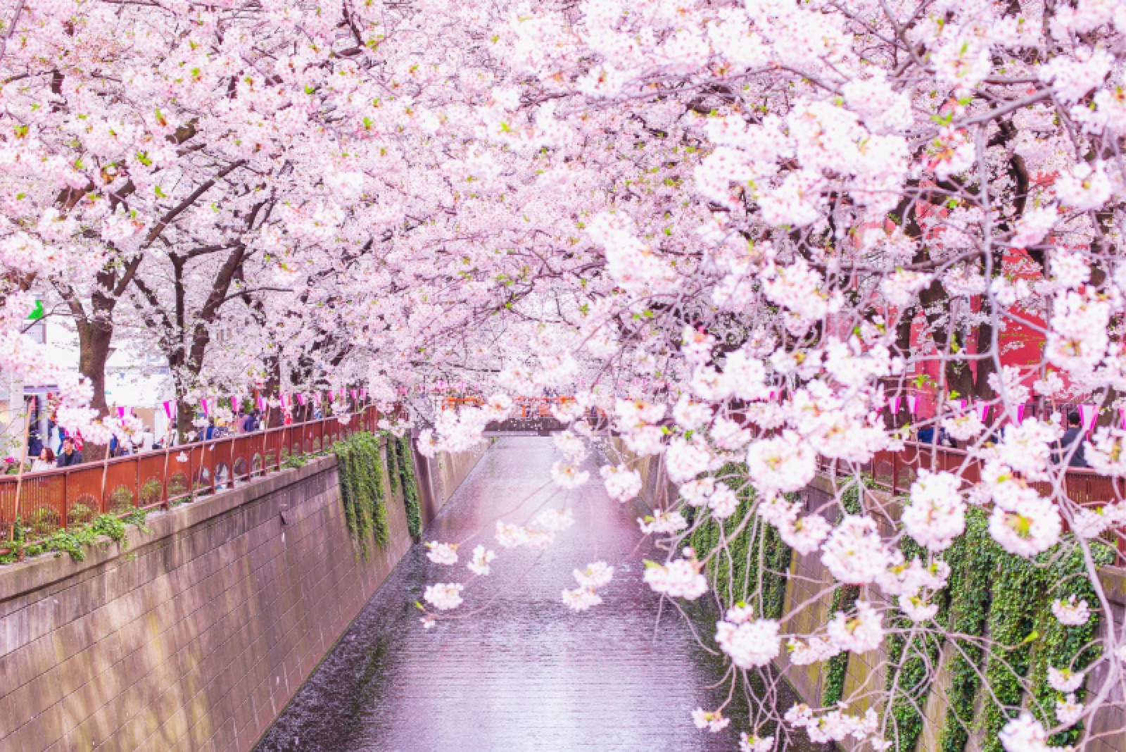 春の日本 桜紀行
